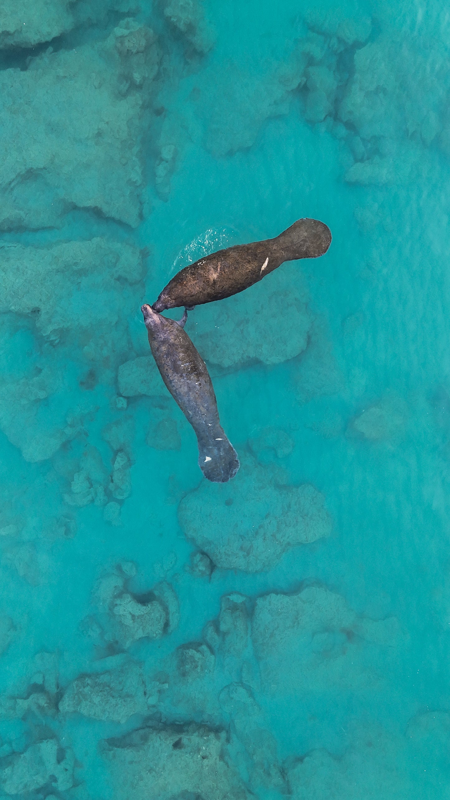 Manatee Kisses