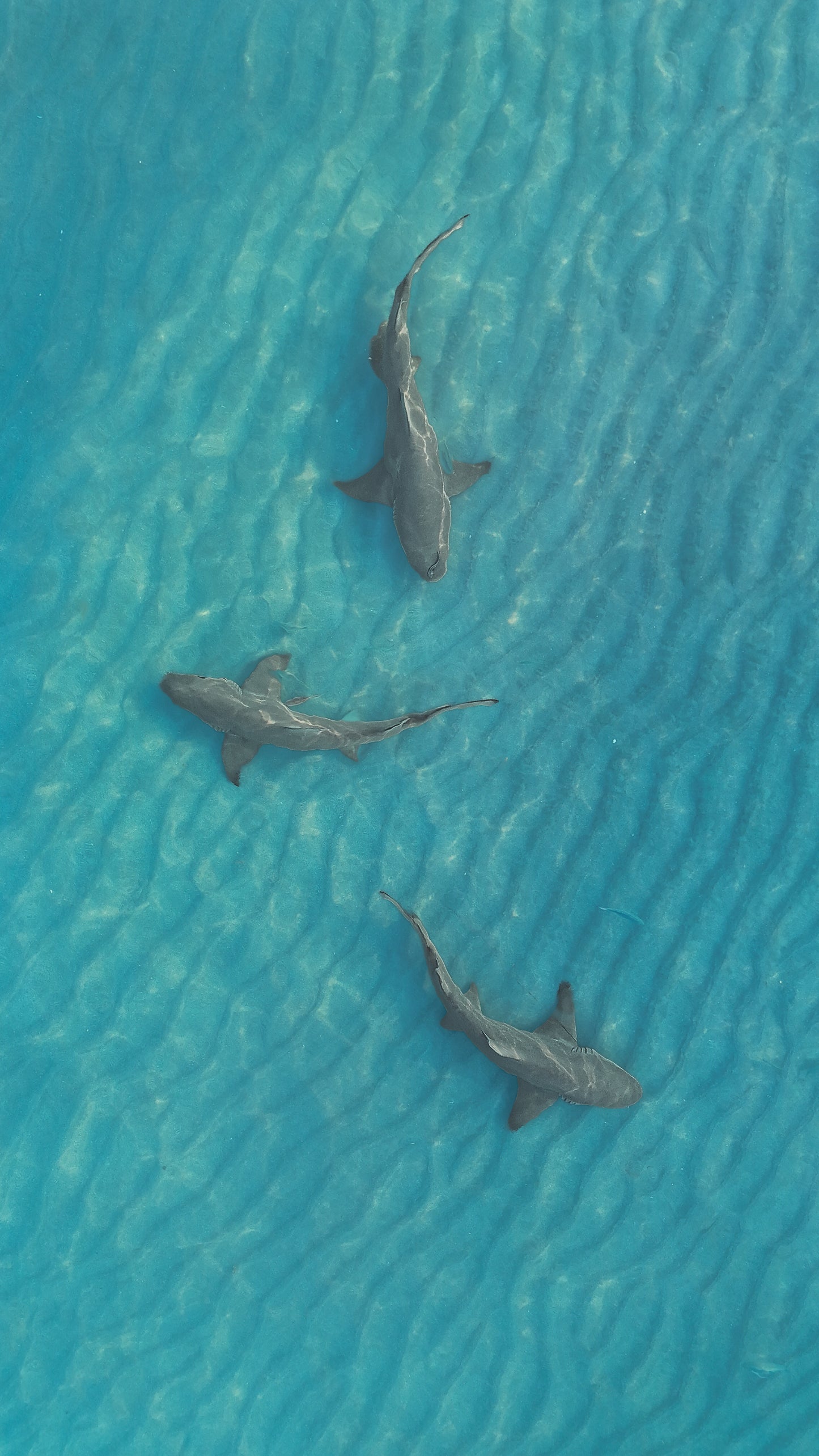 Sharks in the Shallows