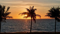 Palm Tree Sunrise