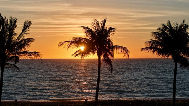 Palm Tree Sunrise