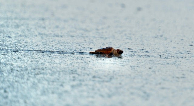 Baby Sea Turtle