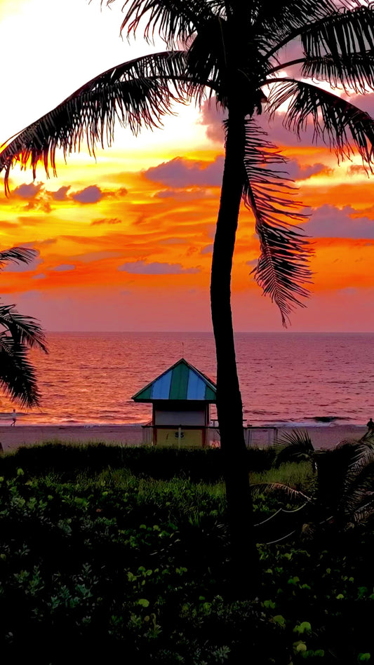 Delray Beach Sunrise - Palm Tree