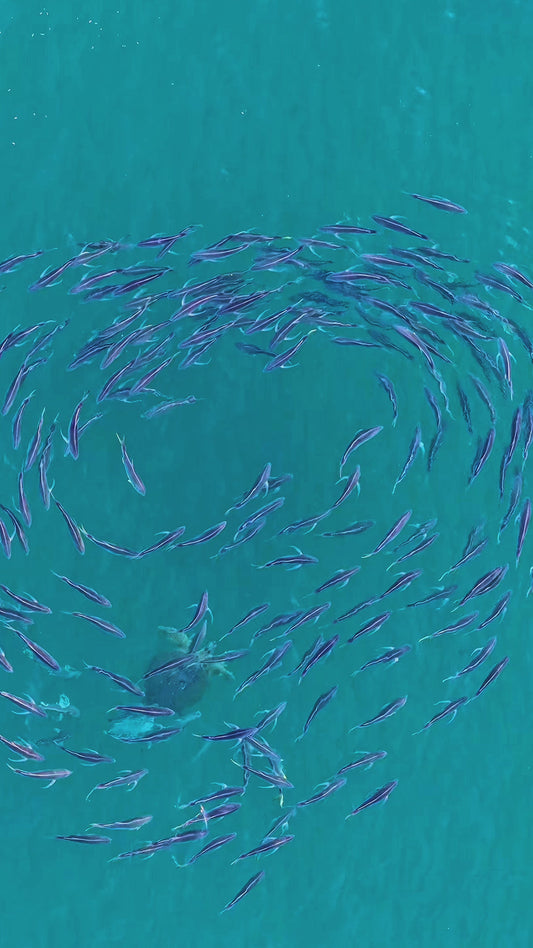 Perfect Timing