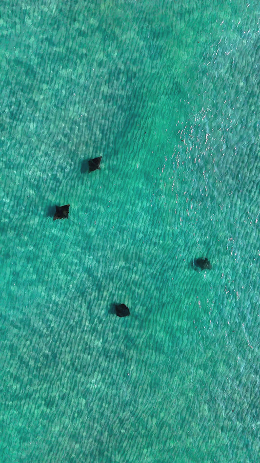 Eagle Rays
