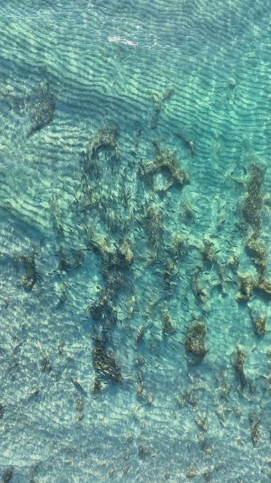 School of Fish