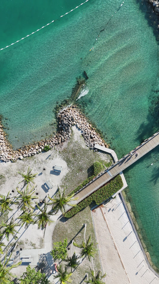 Manatee Swimming in Jupiter, Florida