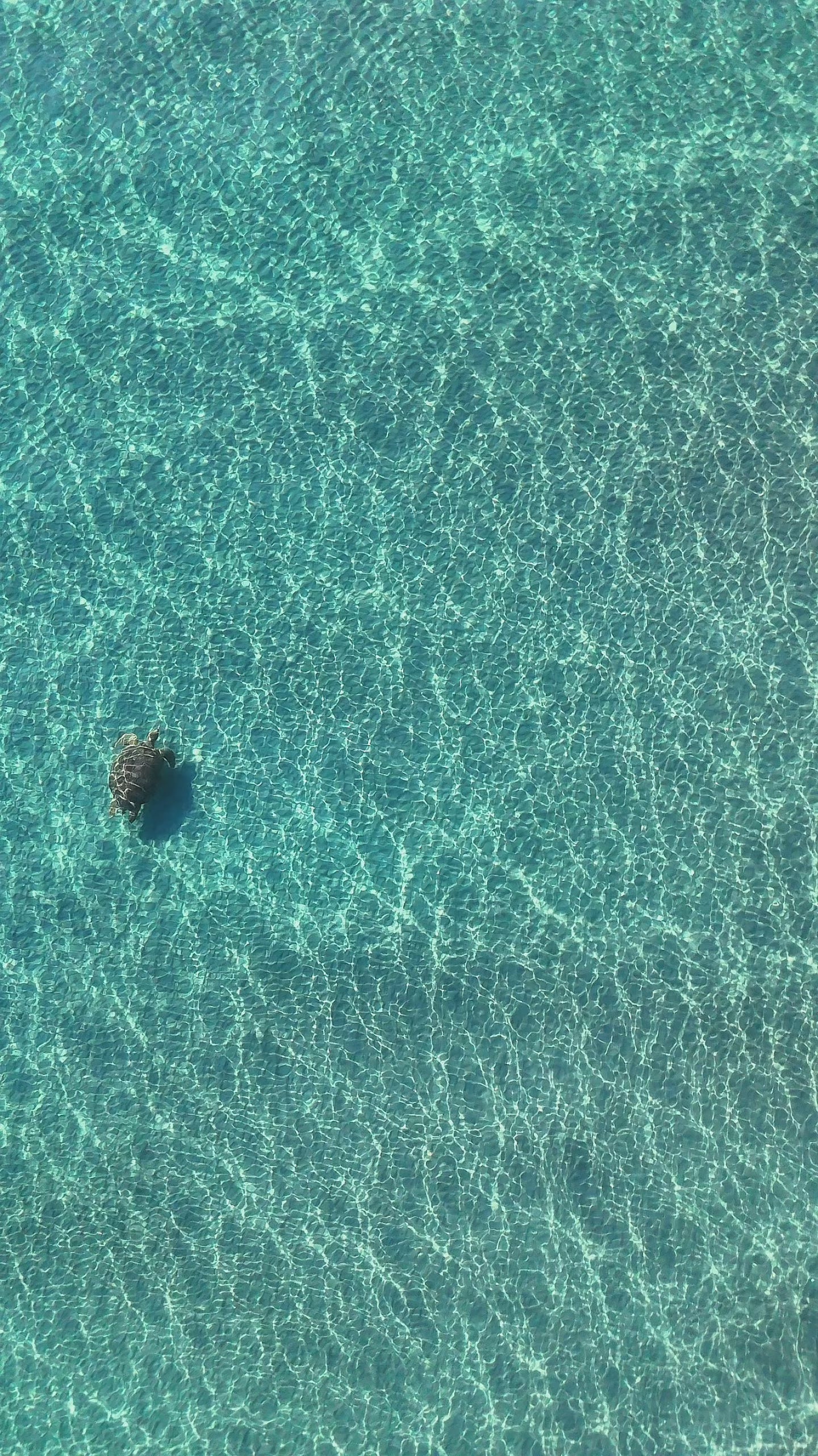 Sea Turtle