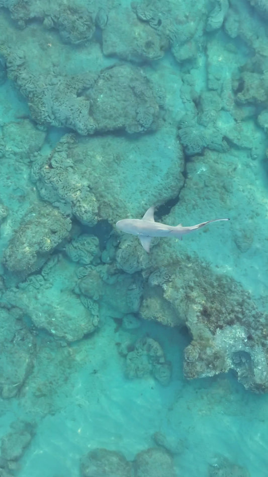 Playful Sharks