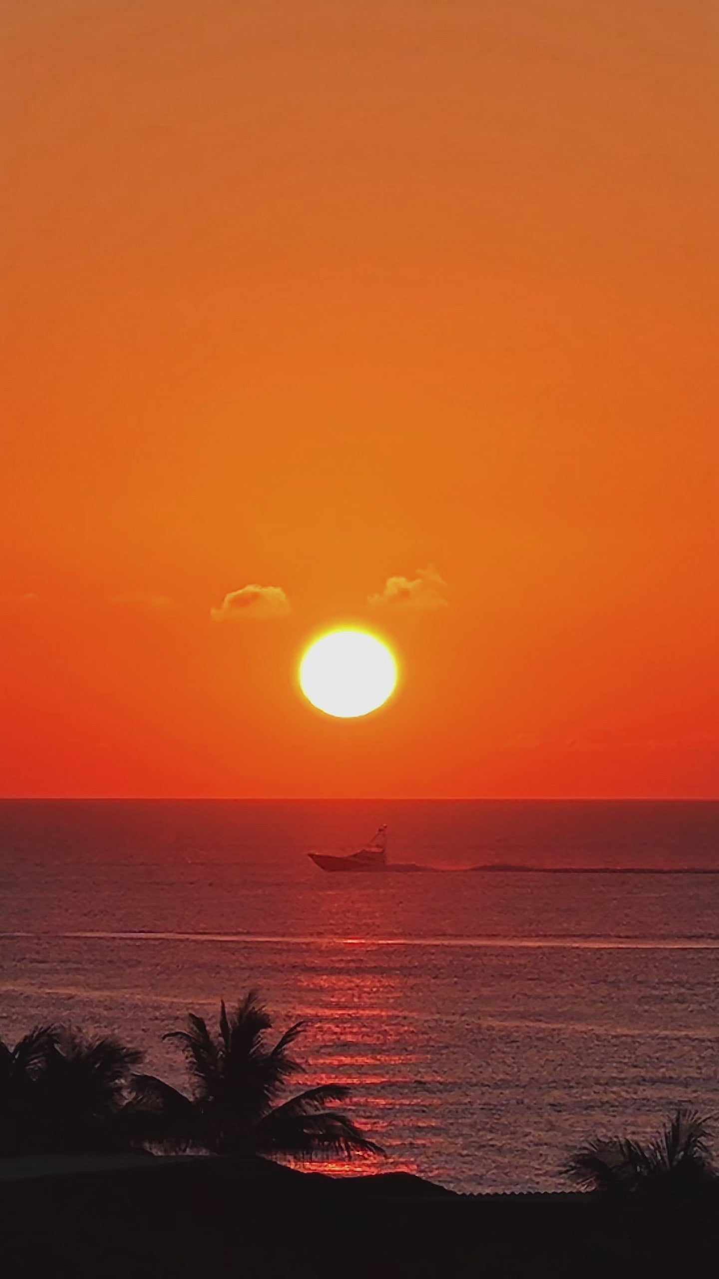 Sportfish Sunrise
