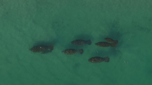 Family of Manatees