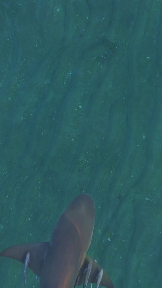 Beautiful Oceanlife