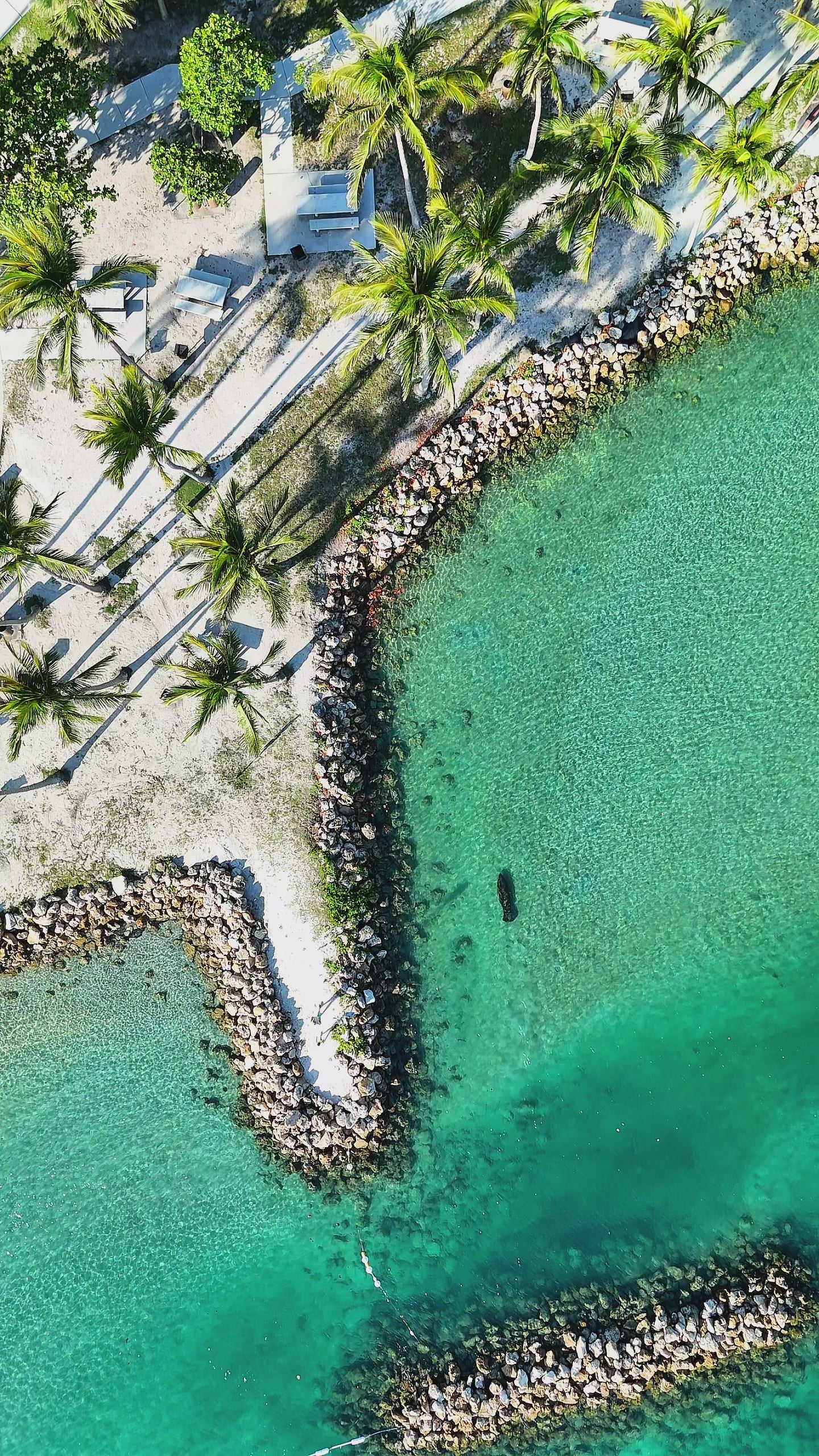 Morning Manatee