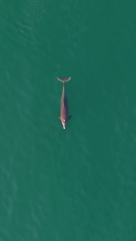 Dolphins in Jupiter