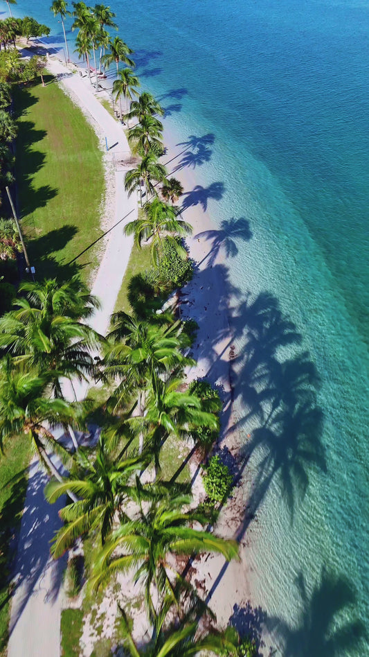 Peanut Island Palms