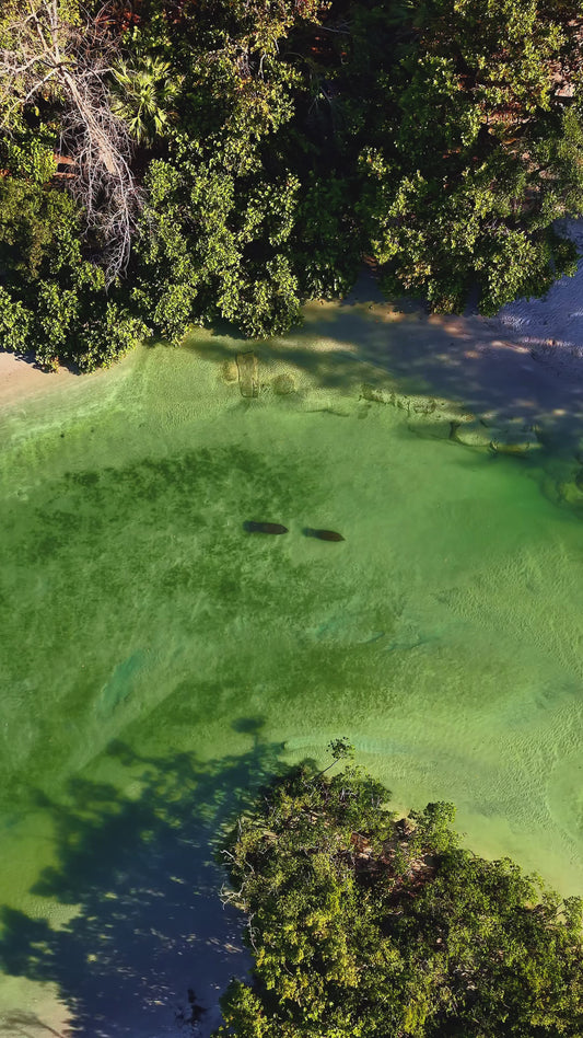 Manatees at Dubois Park