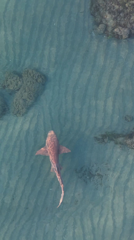 Nurse Shark