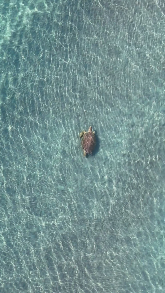 Sea Turtle in Clear Blue Waters